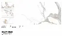 Glorious Carrara.webp